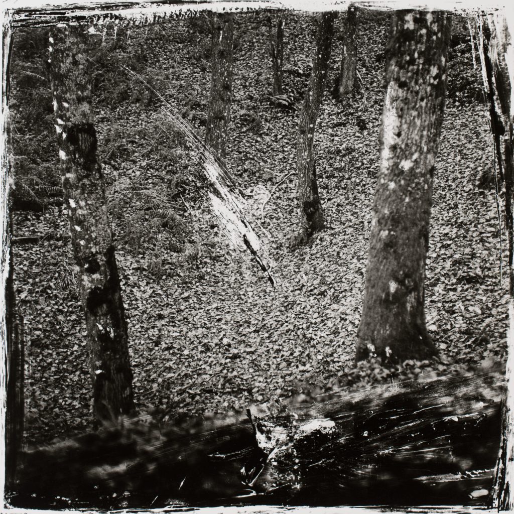 <i>Région de Dinan, forêt de Coëtquen, octobre 1985</i>