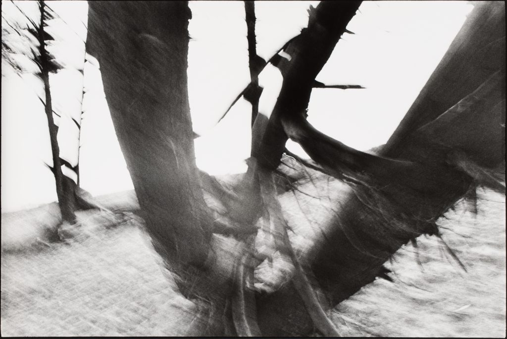 <i>Lancieux, juin 1985</i>