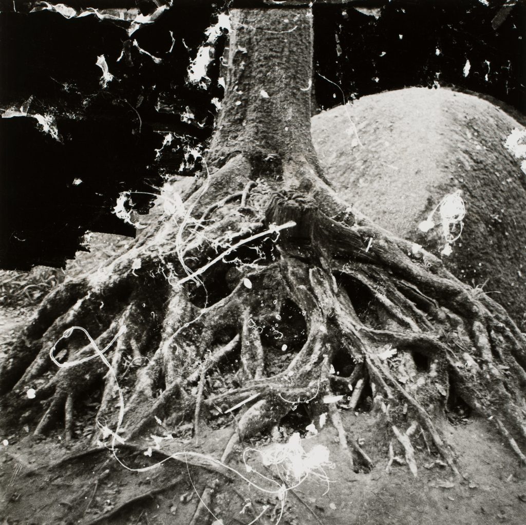 <i>Région de Dinan, La Chesnaie, octobre 1985</i>