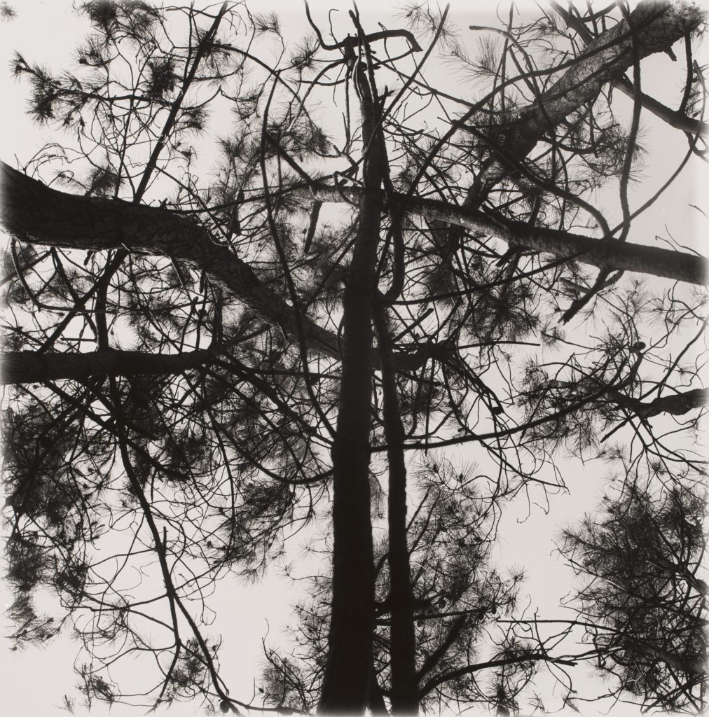 <i>Sans titre</i> <br/> série « Murmures du paysage »