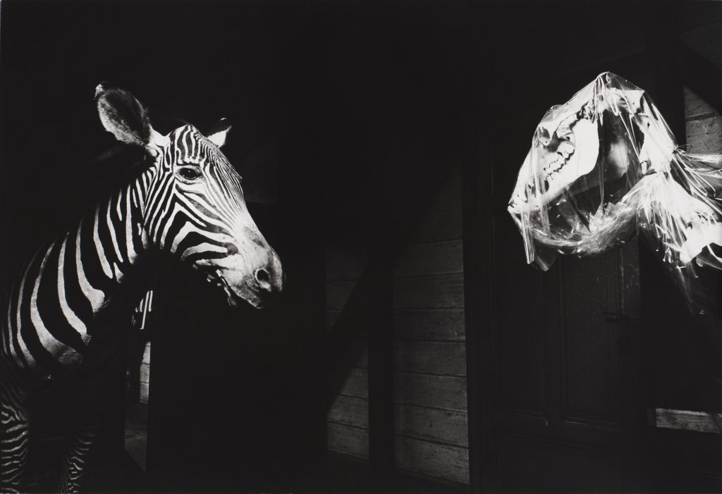 <i>Le Zèbre</i> <br/> série « Les Zoologiques »