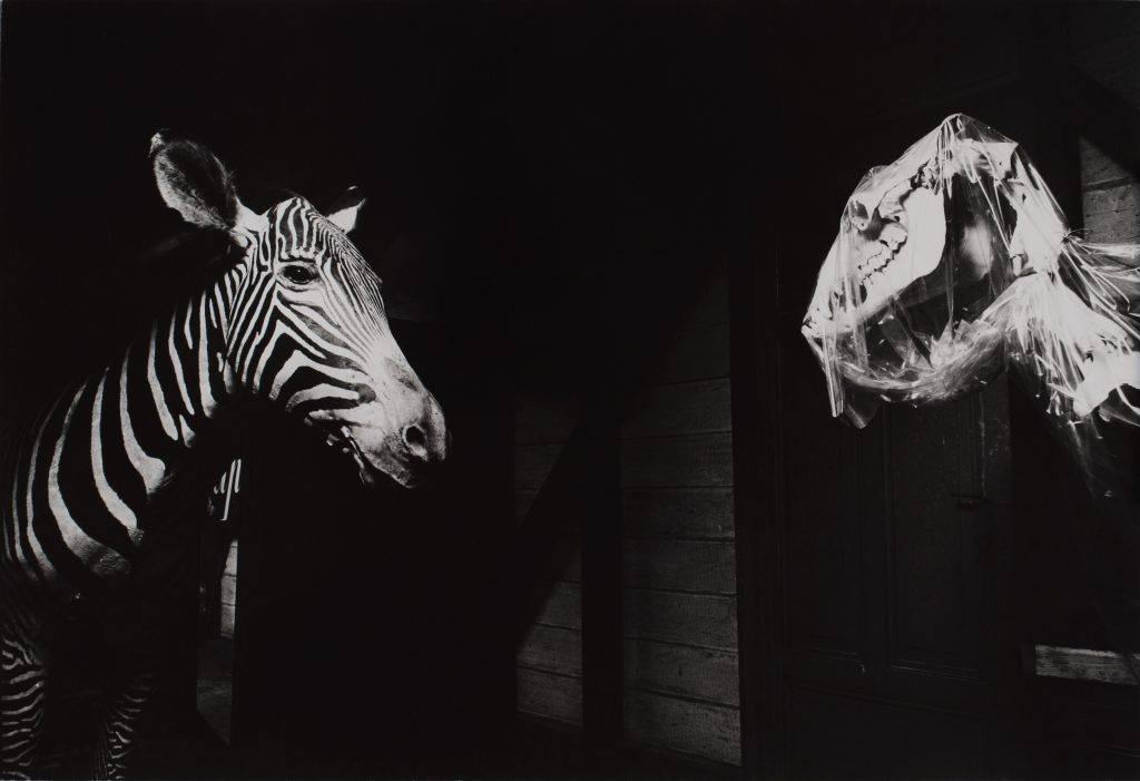 <i>Le Zèbre</i> <br/> série « Les Zoologiques »