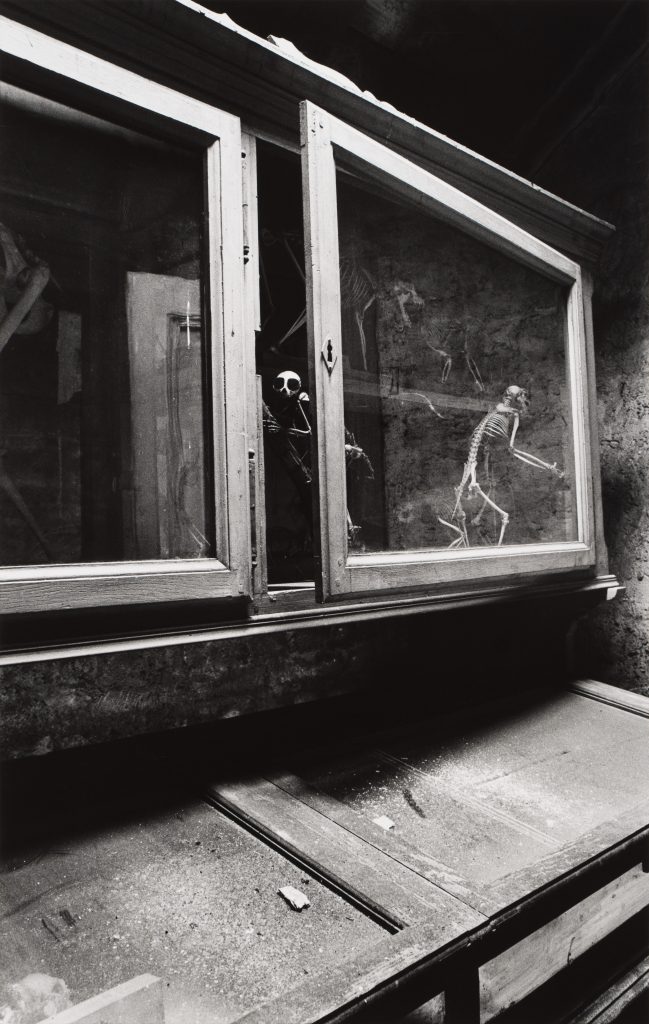 <i>Un singe nu</i> <br/> série « Les Zoologiques »