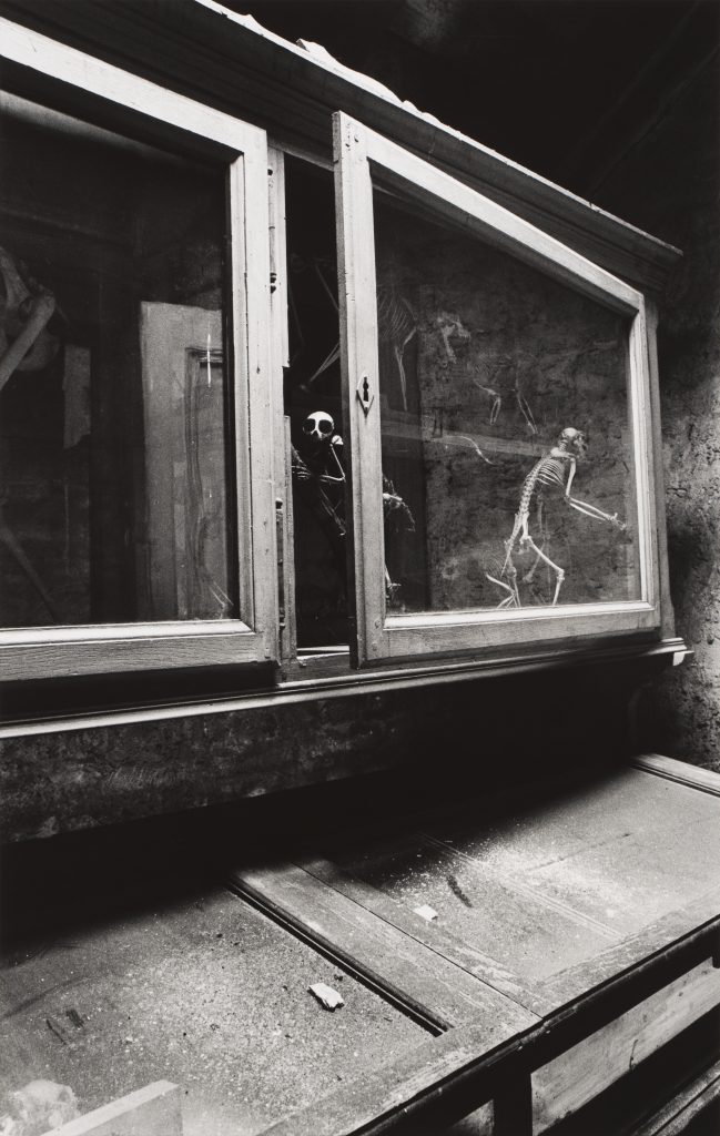 <i>Un singe nu</i> <br/> série « Les Zoologiques »