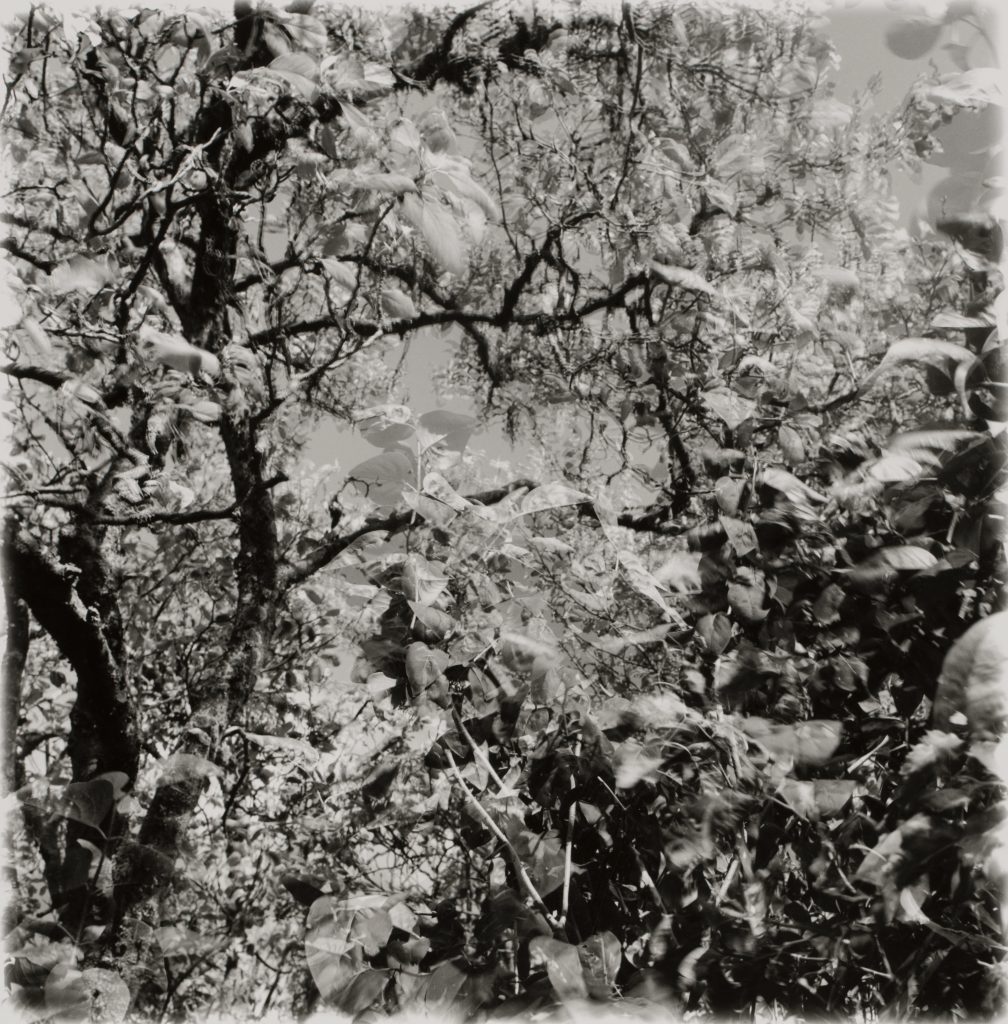 <i>Sans titre</i> <br/> série « Murmures du paysage »