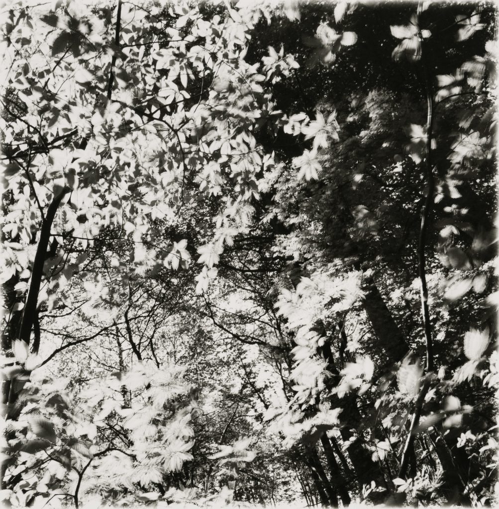 <i>Sans titre</i> <br/> série « Murmures du paysage »