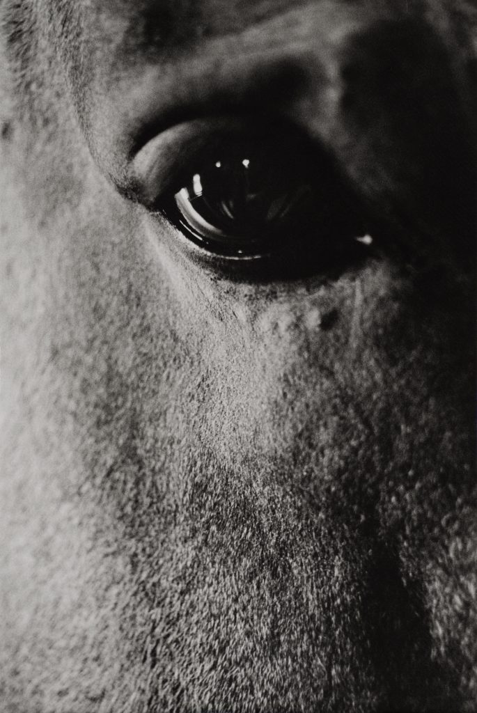 <i>Sans titre</i> <br/> série « Graphies équines »