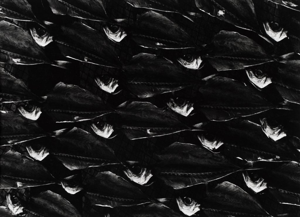 <i>Sans titre</i> <br/> série « Comme un poisson dans l’eau »