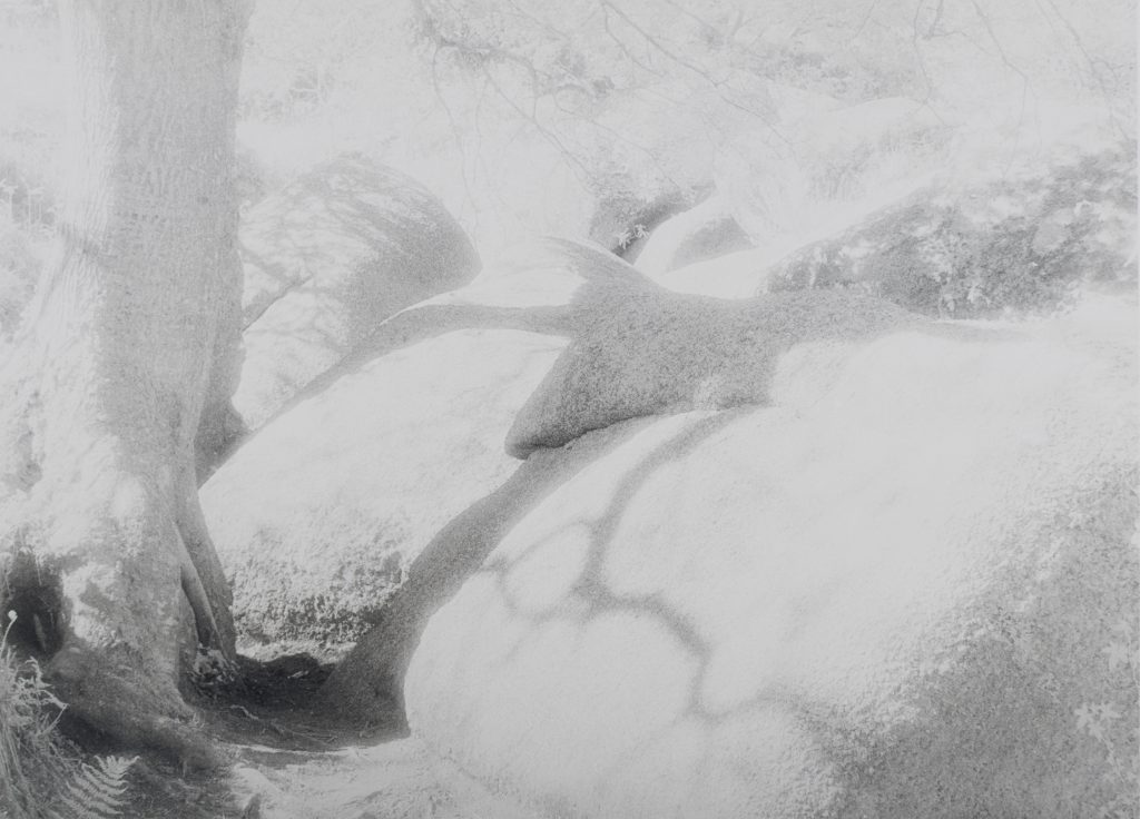 <i>N° 1</i> <br/> série « Intimité Pierre-végétal »