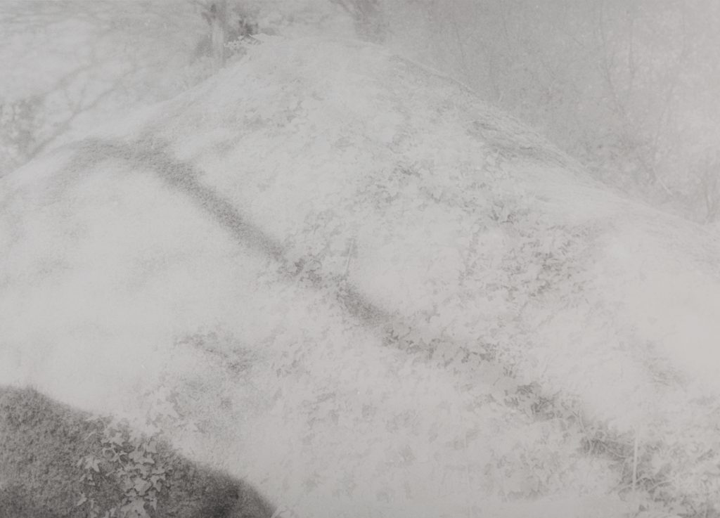 <i>Sans titre</i> <br/> série « Intimité Pierre-végétal »