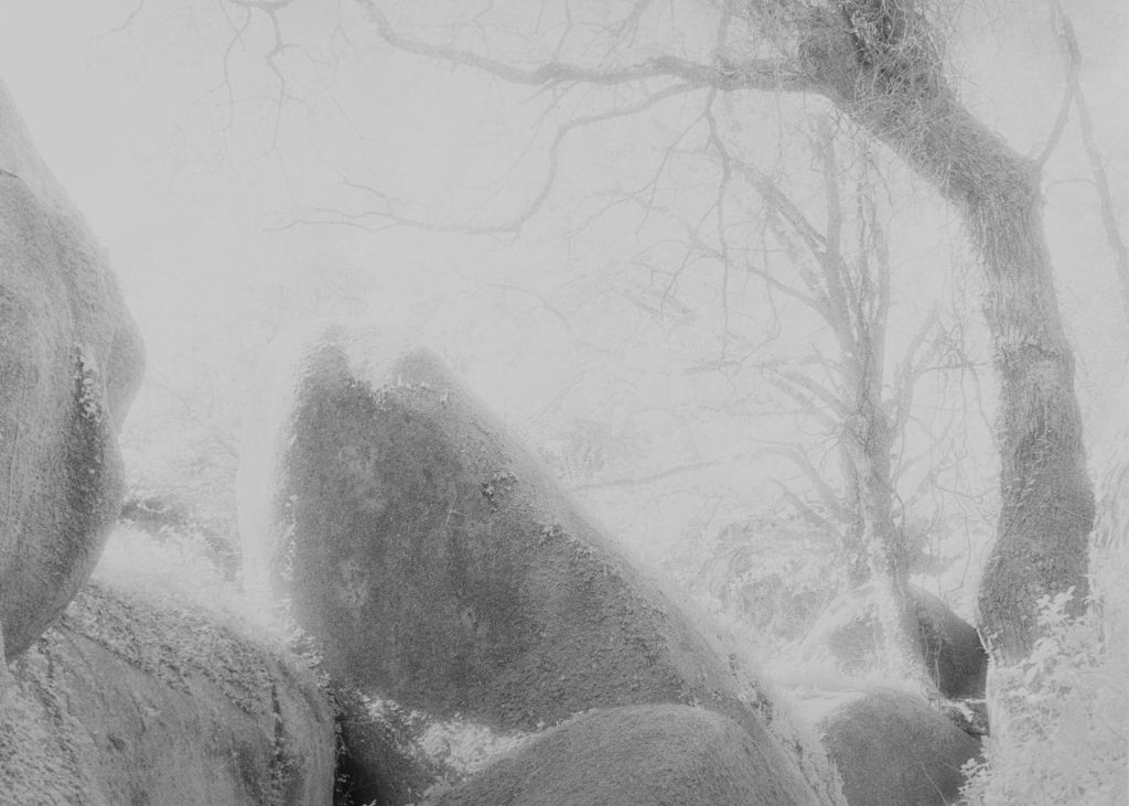 <i>Sans titre</i> <br/> série « Intimité Pierre-végétal »