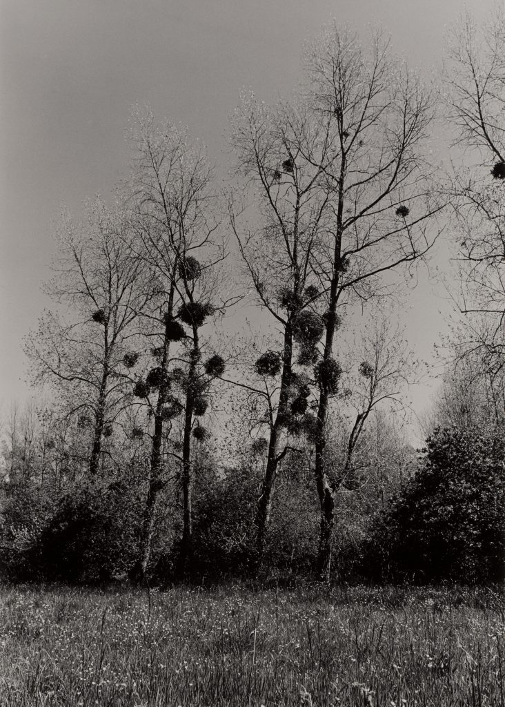 <i>Les Boules de gui</i>