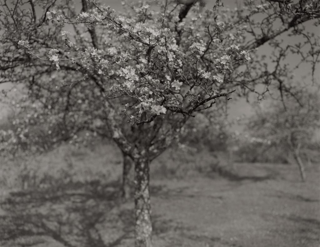<i>Arbre fleuri</i>