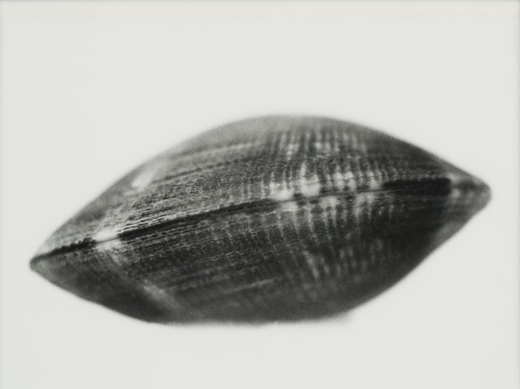 <i>Les Palourdes, n° 7</i> <br/> série « L&rsquo;Éloge de la palourde »