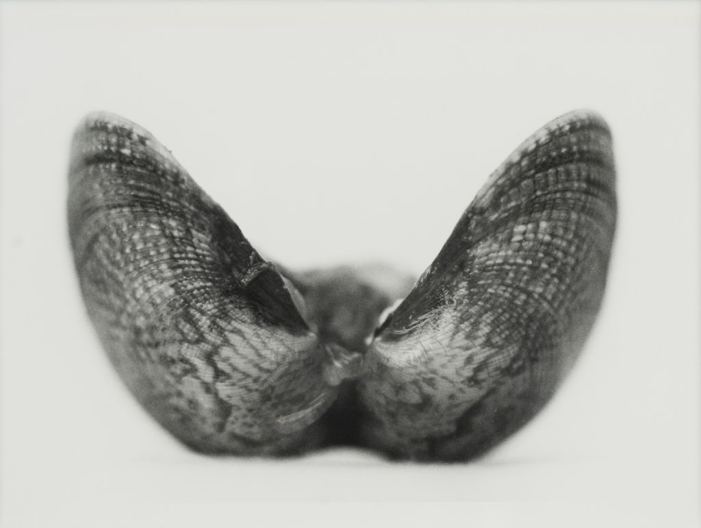 <i>Les Palourdes, n° 13</i> <br/> série « L&rsquo;Éloge de la palourde »