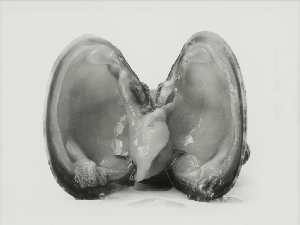 <i>Les Palourdes, n° 14</i> <br/> série « L&rsquo;Éloge de la palourde »