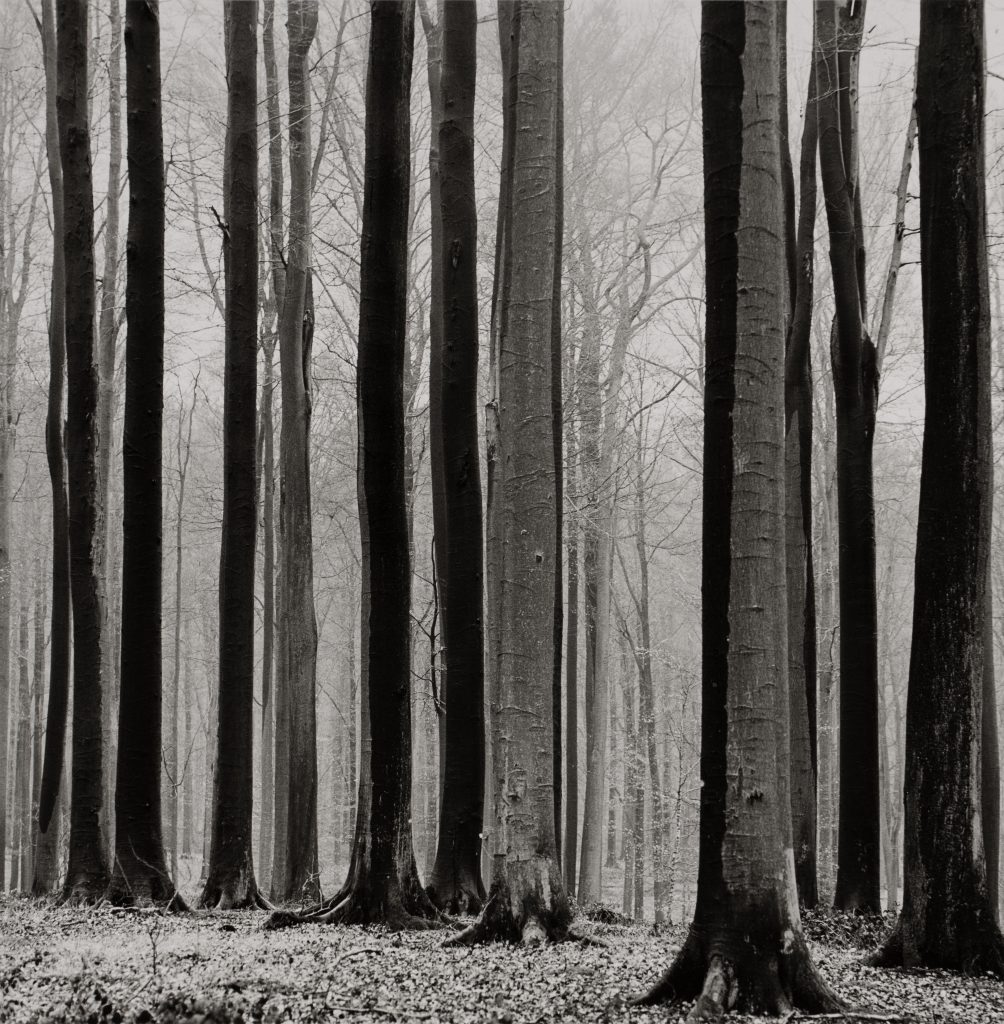 <i>Belgique, forêt de Soignes</i>