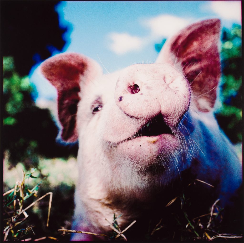 <i>Sans titre n° 33</i> <br/> série « Bestiaire »