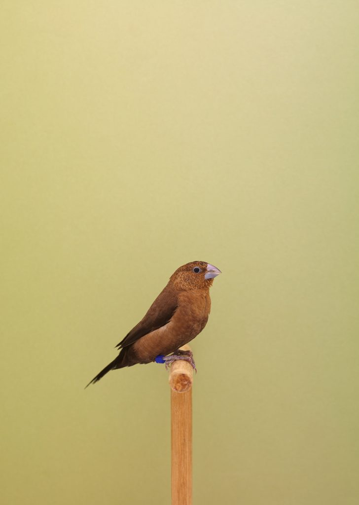 <i>African Silverbill #1</i> <br/> série « An Incomplete Dictionary of Show Birds »