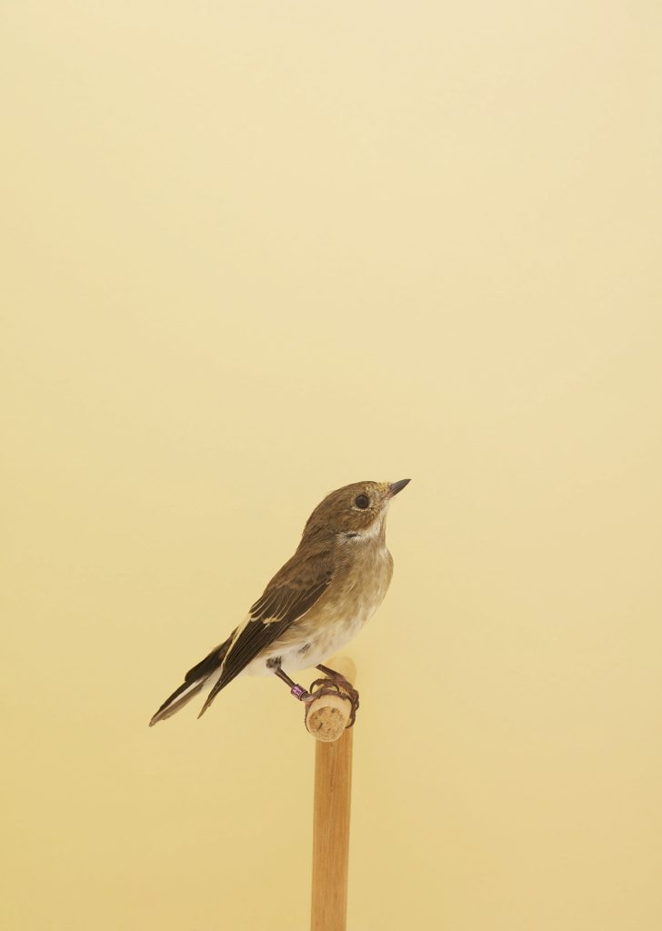 <i>European Pied Flycatcher #1</i> <br/> série « An Incomplete Dictionary of Show Birds »