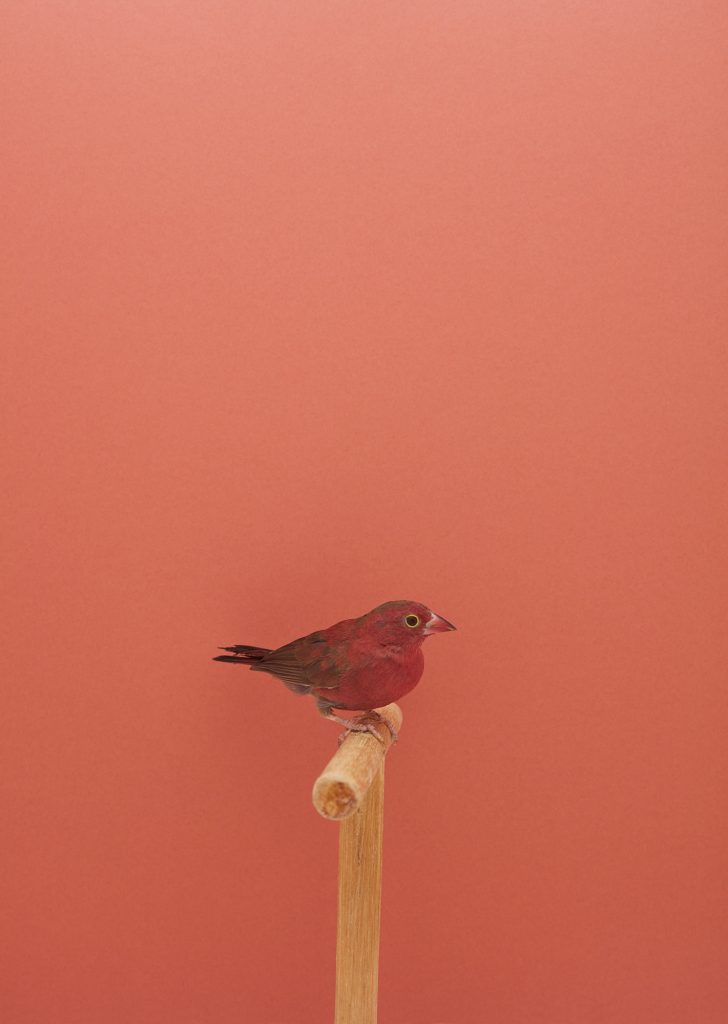 <i>Red Billed Fire Finch #1</i> <br/> série « An Incomplete Dictionary of Show Birds »
