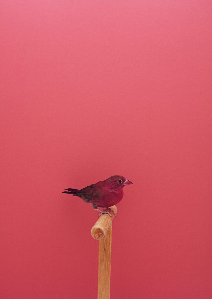 <i>Red Billed Fire Finch #1</i> <br/> série « The Incomplete Dictionnary of Show Birds »