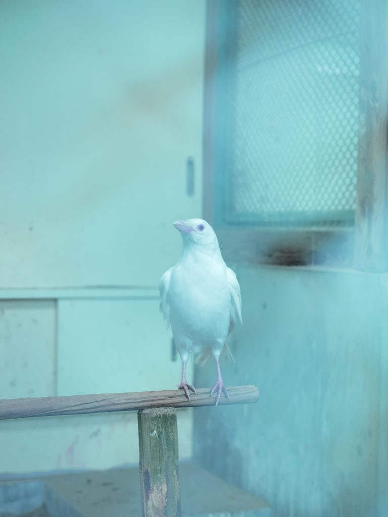 <i>White Crow</i> <br/> série « Things Will Get Better over Time »