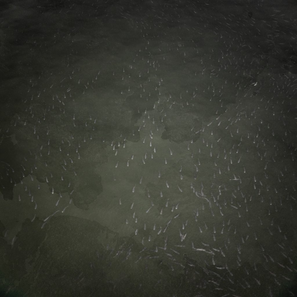 <i>Flux</i> <br/> série « Mangrovines (Salty Territories) »
