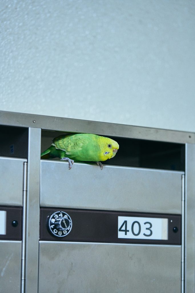 <i>Parakeet</i> <br/> série « Distance and Depth »