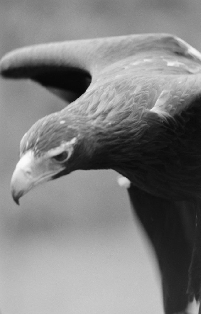 <i>Des the Eagle</i> <br/> série « The Killing Sink »