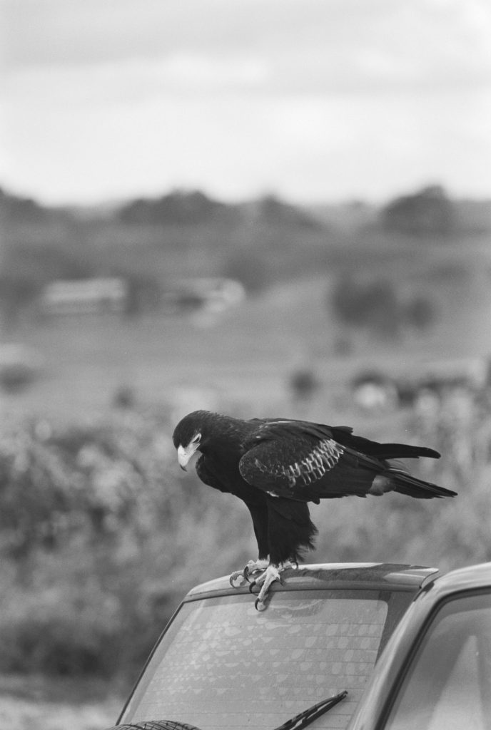 <i>Des on a Car</i> <br/> série « The Killing Sink »