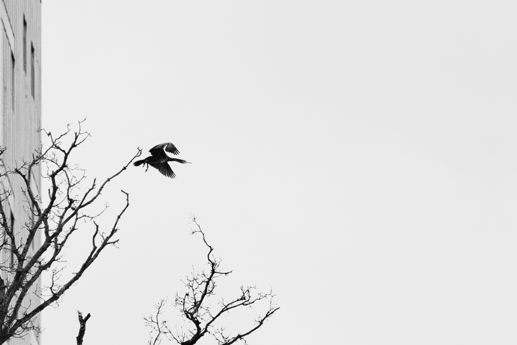 <i>Sans titre</i> <br/> série « Naviguer en oiseau »