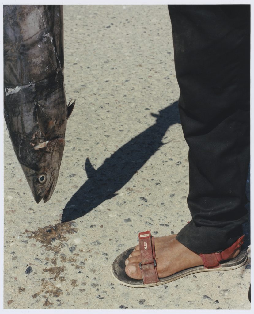 <i>Sandale et poisson</i> <br/> série « Marcher avec les dragons »