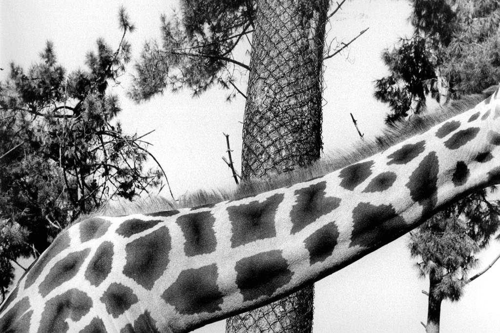 <i>Zoo de La Flèche</i>