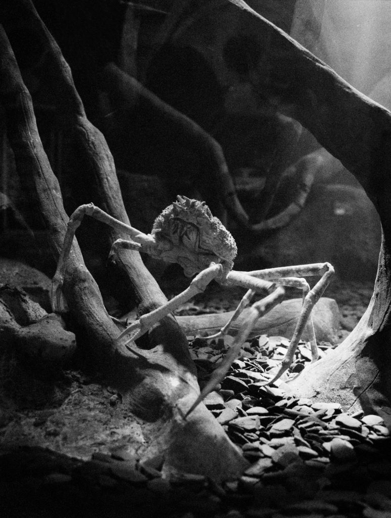 <i>Untitled (Crab)</i> <br/> série « All Things Laid Dormant »