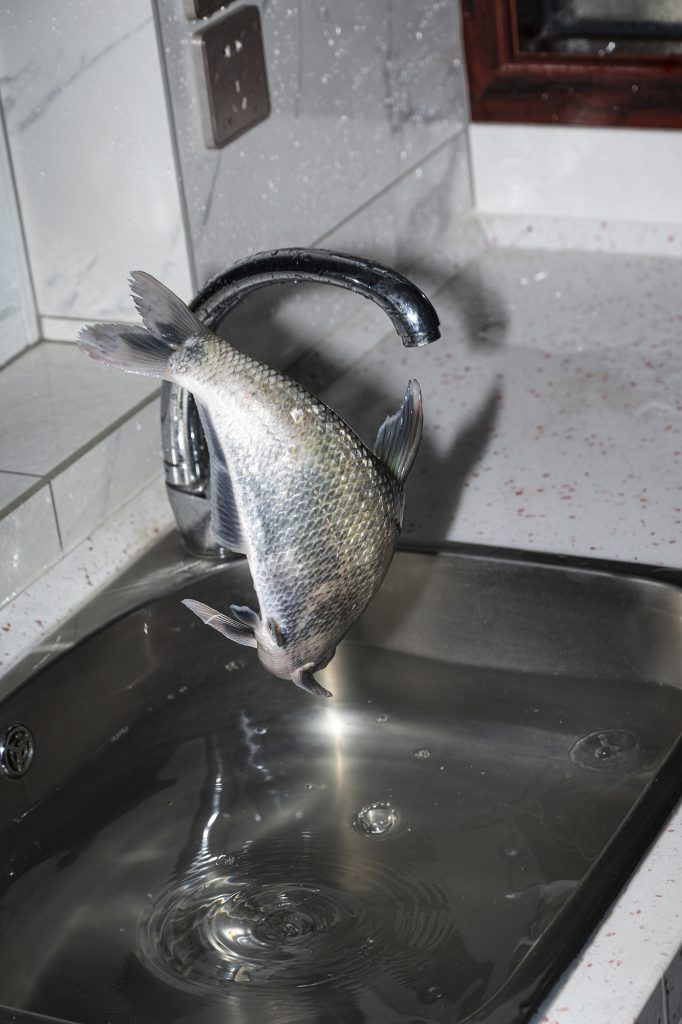<i>Bream</i>