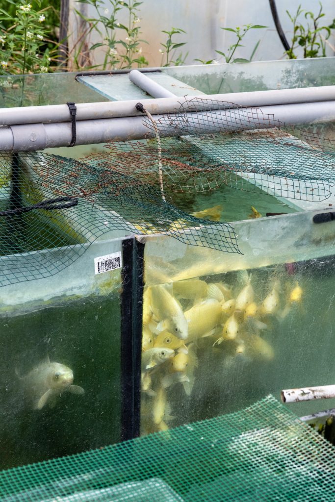 <i>Importateur de poissons d’aquarium</i> <br/> série « Big Fish »