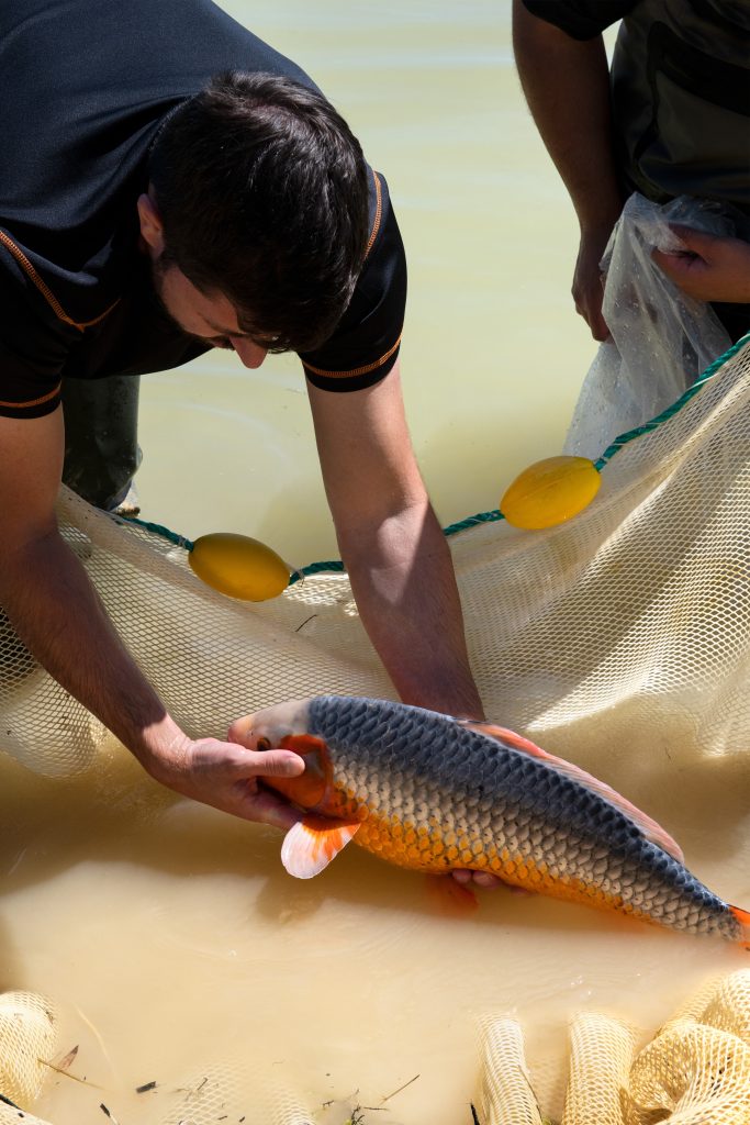 <i>Sélection des partenaires dans un élevage de carpes koï</i> <br/> série « Big Fish »